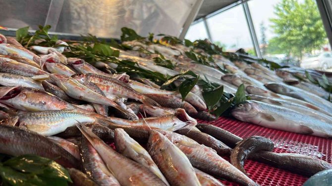 Tezgahlarda Lüfer Ve Çinekop Bolluğu