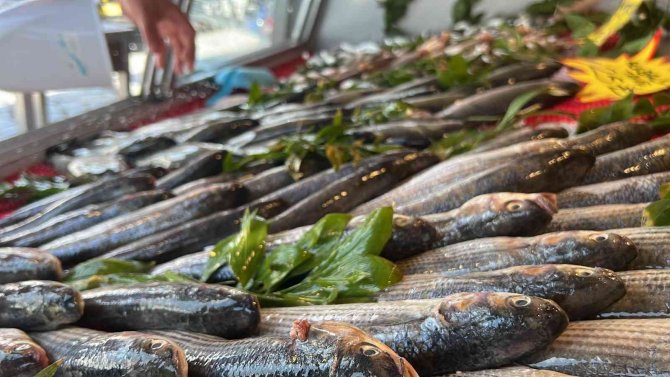 Tezgahlarda Lüfer Ve Çinekop Bolluğu