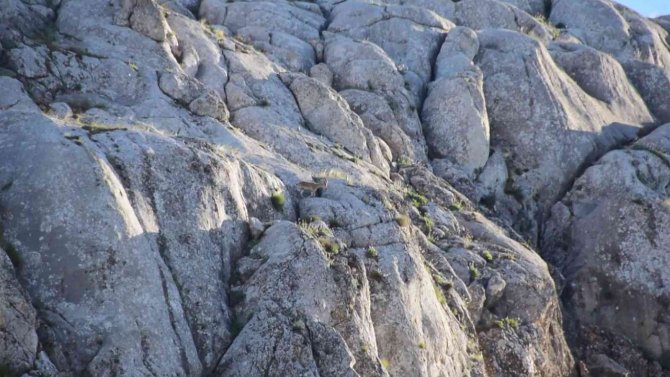 Elazığ’da Yavru Yaban Keçisi Görüldü
