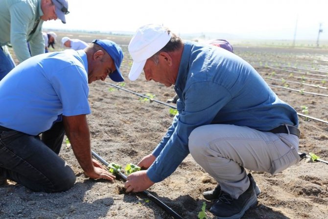 Ereğli’de Organik Tarımda İlk Adım Atıldı