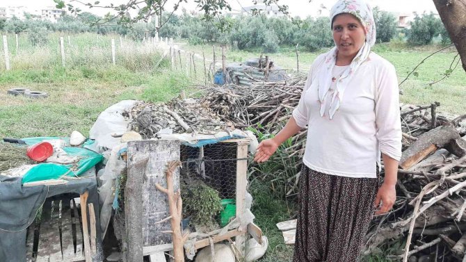 Civciv Hırsızı Kedi Mahalleliyi Canından Bezdirdi