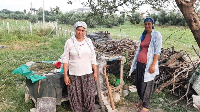 Civciv Hırsızı Kedi Mahalleliyi Canından Bezdirdi