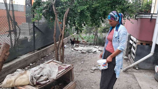 Civciv Hırsızı Kedi Mahalleliyi Canından Bezdirdi