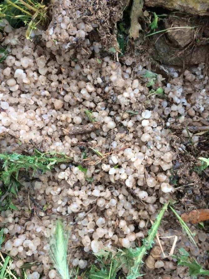 Çal’da Dolu Yağışının Neden Olduğu Zararın İzleri Siliniyor