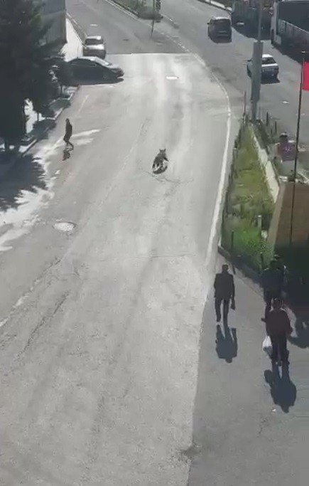 Sarıkamış’ta Merkeze İnan Boz Ayı Panik Yaşattı