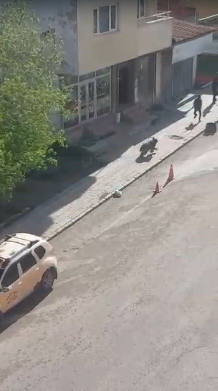 Sarıkamış’ta Merkeze İnan Boz Ayı Panik Yaşattı