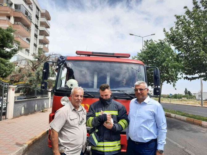 İ̇ki Gün Ağaçta Mahsur Kalan Yavru Kedi Dermanbaba’nın Duyarlılığı Sayesinde Kurtarıldı