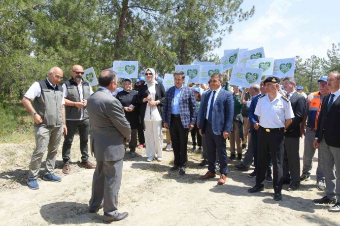 Karabük’te Küle Dönen Orman Dikilen Fidanlarla Yeşillenecek