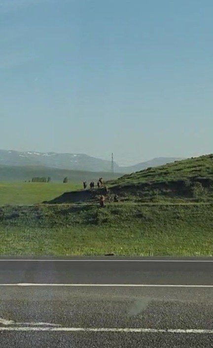 Sarıkamış’ta Domuz Sürüsü Kameraya Yansıdı