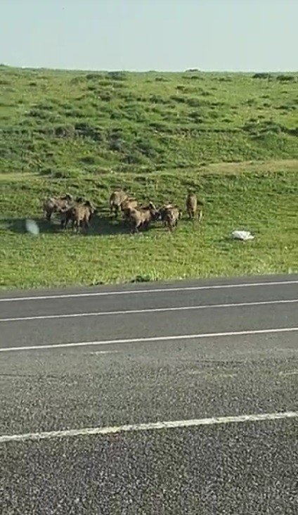 Sarıkamış’ta Domuz Sürüsü Kameraya Yansıdı