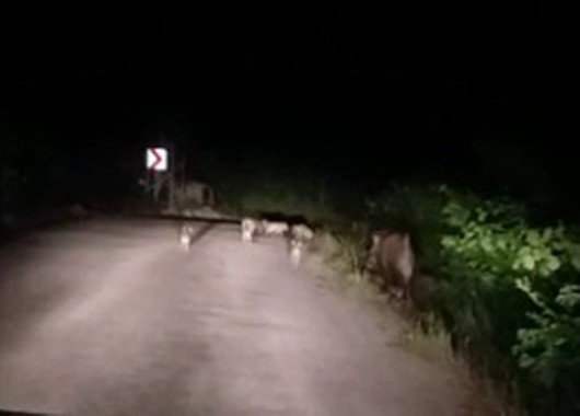 Aracın Önüne Domuz Sürüsü Çıktı