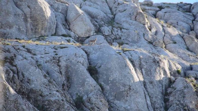 Elazığ’da Yavru Yaban Keçisi Görüldü
