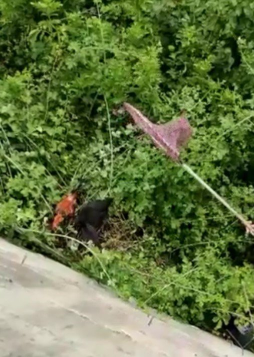 İ̇tfaiye Ekiplerinden ’Tavuk Kurtarma’ Operasyonu