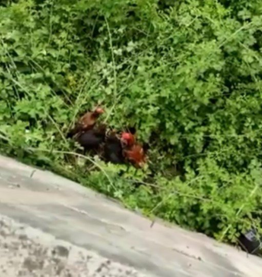 İ̇tfaiye Ekiplerinden ’Tavuk Kurtarma’ Operasyonu