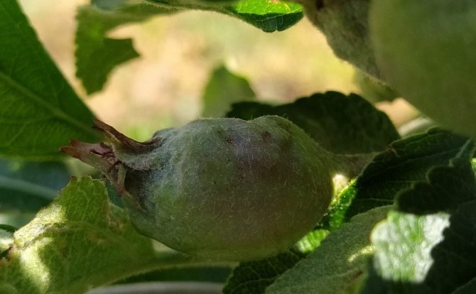 Dolu 100 Dekar Tarım Arazisine Zarar Verdi
