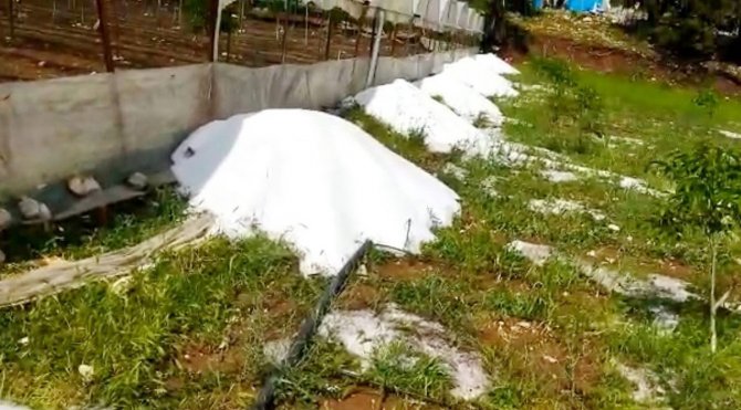 Dolu 100 Dekar Tarım Arazisine Zarar Verdi
