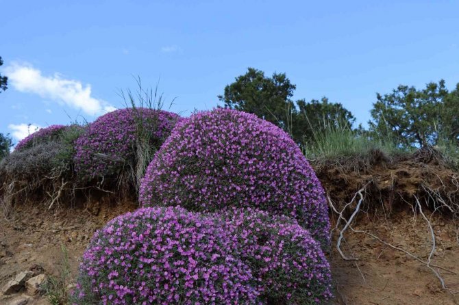 Gevenler Öbek Öbek Mor Çiçek Açtı