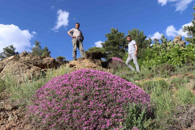 Gevenler Öbek Öbek Mor Çiçek Açtı