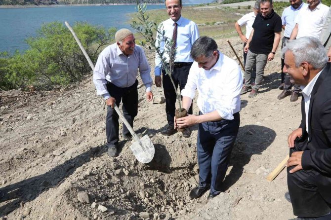 Osmancık Aşağızeytin Köyüne 3 Bin Zeytin Fidanı Dikildi