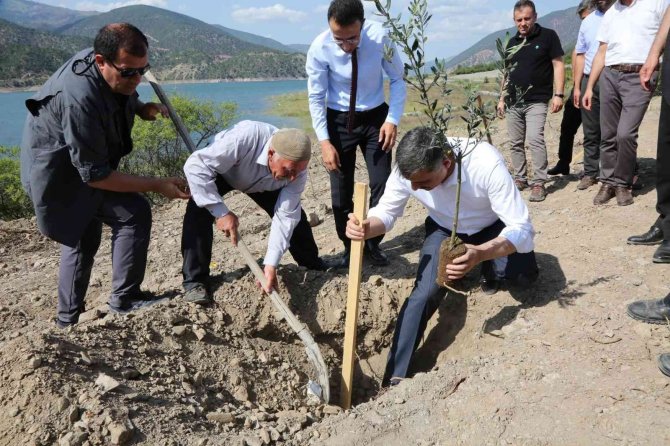 Osmancık Aşağızeytin Köyüne 3 Bin Zeytin Fidanı Dikildi