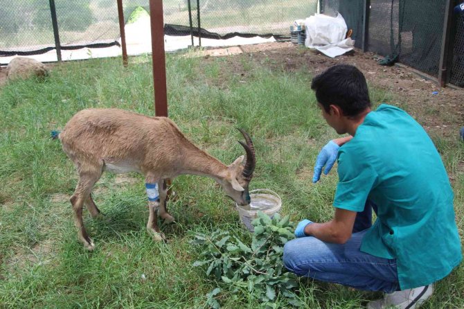 Şırnak’ta Askeri Birlikler Yaralı Dağ Keçisini Buldu, Ekipler Tedavi Altına Aldı