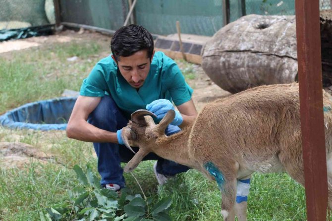 Şırnak’ta Askeri Birlikler Yaralı Dağ Keçisini Buldu, Ekipler Tedavi Altına Aldı