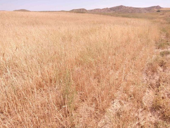 Sungurlu’da Ekili Arazileri Dolu Vurdu