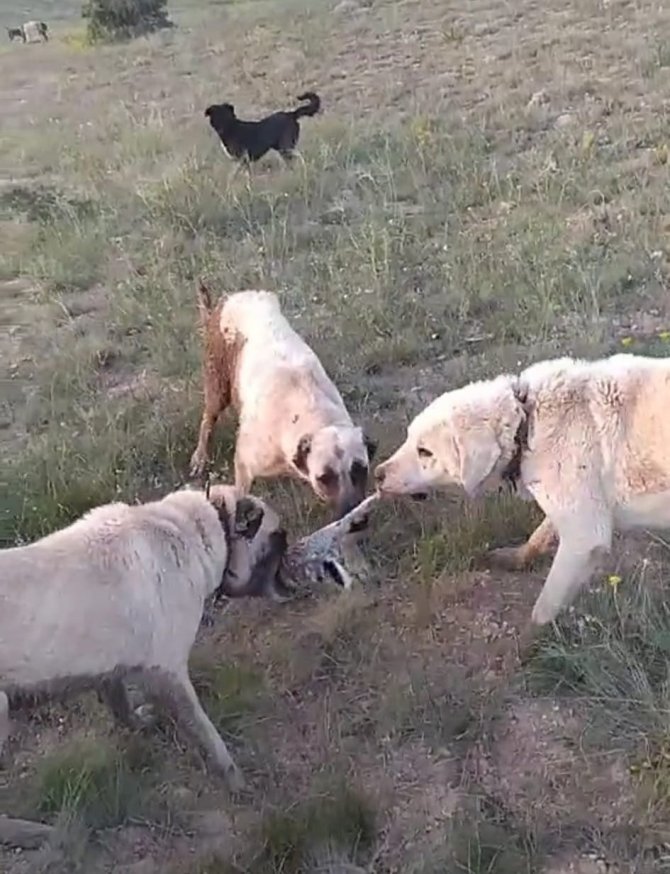 Vurdukları Tavşanı Köpeklere Parçalattırıp Sosyal Medyada Paylaştılar