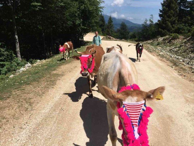 Gelin Gibi Süsledikleri İnekleri İle Yaylaların Yolunu Tuttular