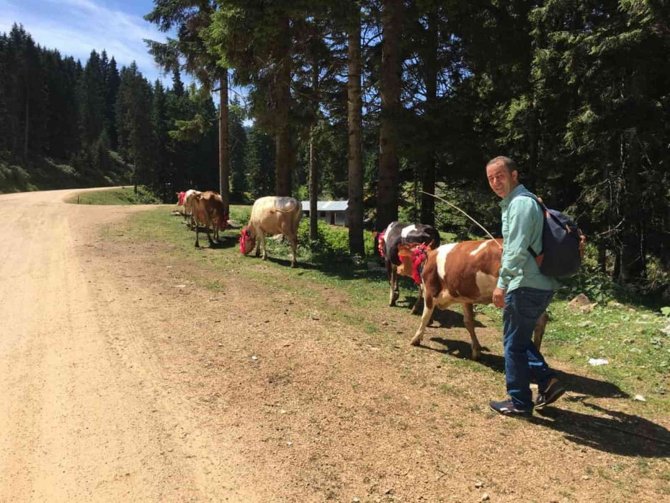 Gelin Gibi Süsledikleri İnekleri İle Yaylaların Yolunu Tuttular