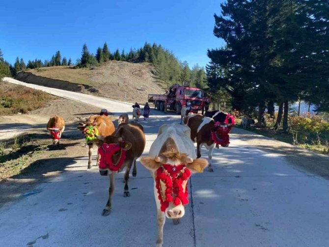 Gelin Gibi Süsledikleri İnekleri İle Yaylaların Yolunu Tuttular