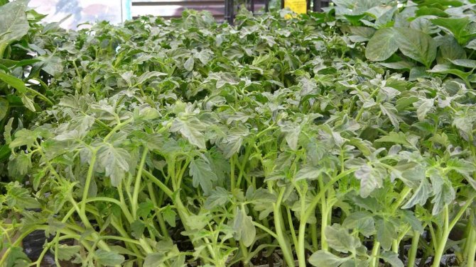 Van’da Sebze Fideleri Yoğun Talep Görüyor