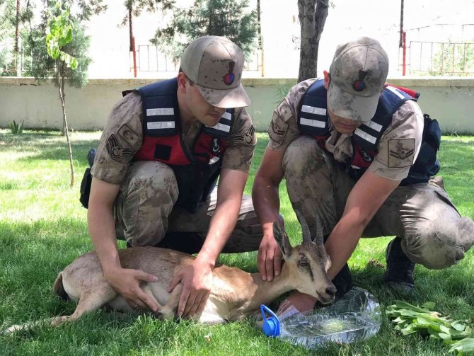 Yaralı Dağ Keçilerine Jandarma Şefkati