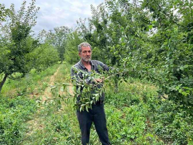 Erik Tarlası Soyulan Çiftçiden Hırsıza Mesaj: "İ̇şçilik Güzel Kendisiyle Çay İçmek İstiyorum"