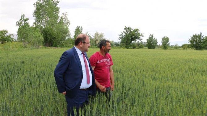 Erzincan’da Hububat Çiftçinin Yüzünü Güldürüyor