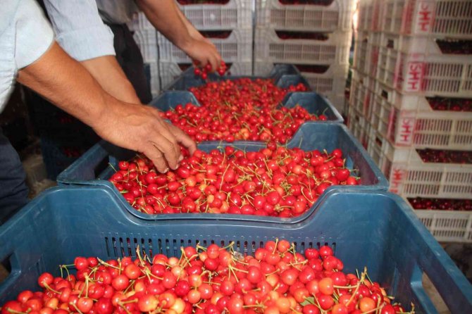 Bilecik’te 30 Yıldır Kurulan ’Kiraz Borsası’