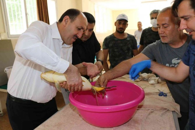 Anaç Sazanlardan Sağım Yapıldı