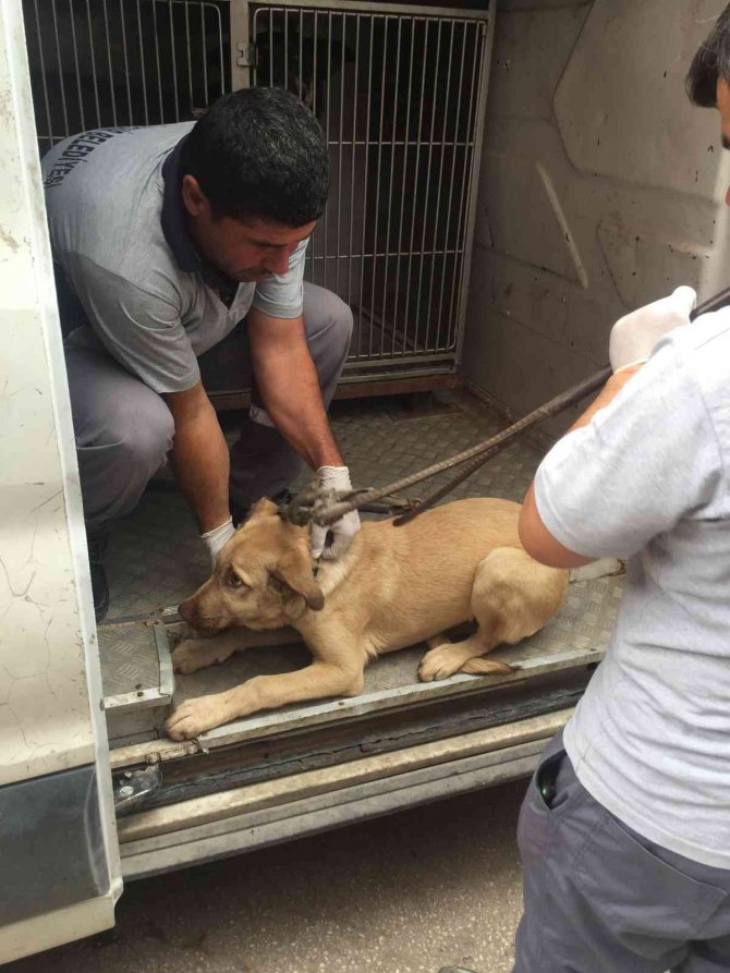 Bagajda Taşınan Köpek Barınağa Teslim Edildi