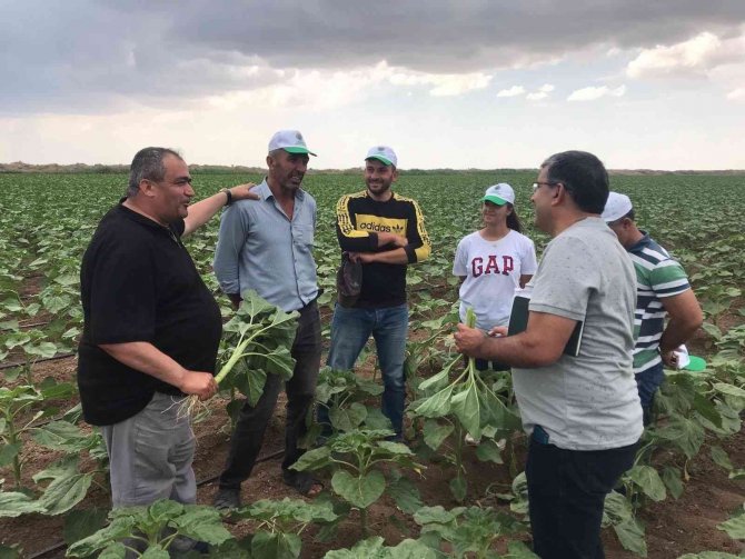Aksaray’ın Tarım Arazilerinde İnceleme
