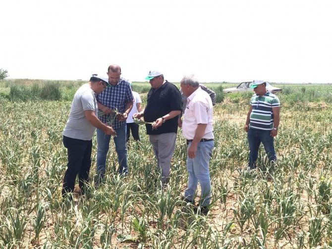 Aksaray’ın Tarım Arazilerinde İnceleme