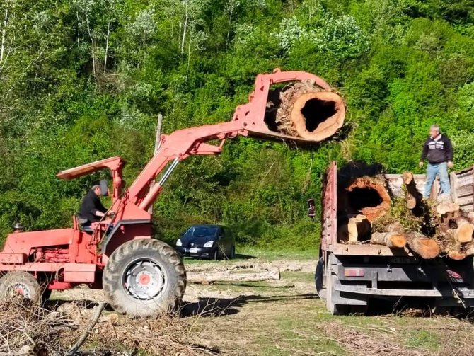 Asırlık Ceviz Ağaçları İhracatla Ekonomiye Kazandırılıyor
