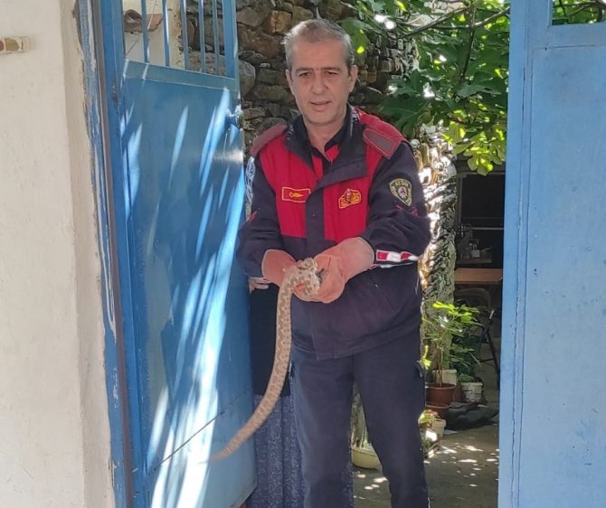 Aydın’da Zehirli Yılan Paniği