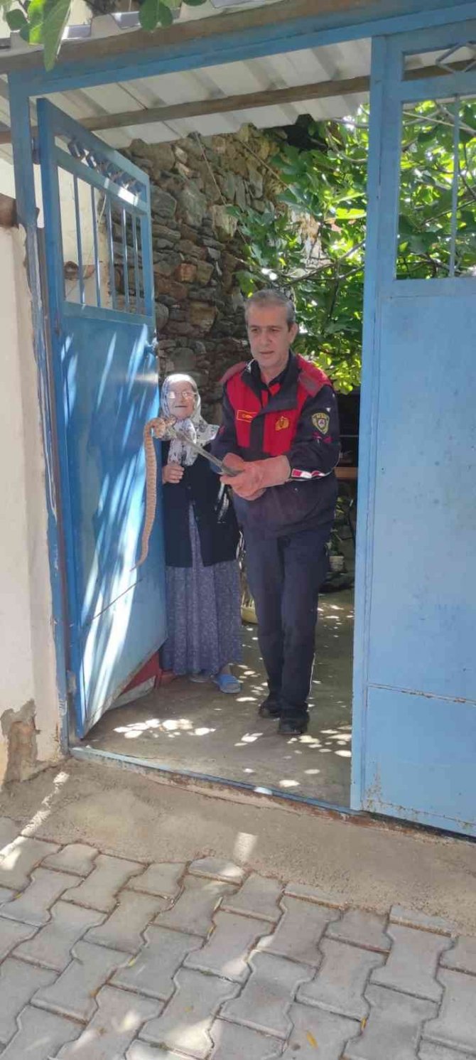 Aydın’da Zehirli Yılan Paniği