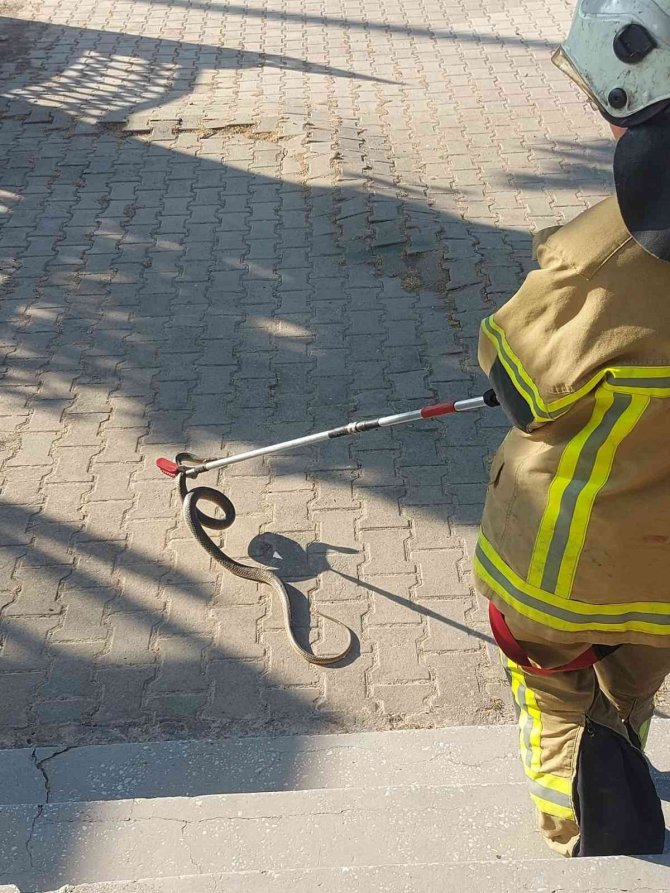 Camide Yılan Paniği