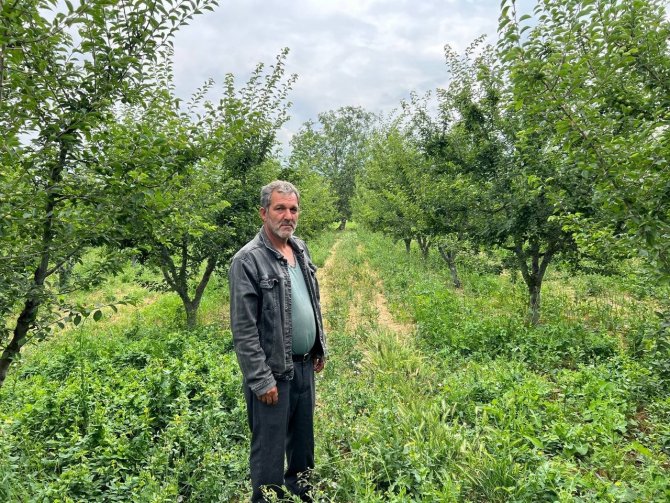 Erik Tarlası Soyulan Çiftçiden Hırsıza Mesaj: "İ̇şçilik Güzel Kendisiyle Çay İçmek İstiyorum"