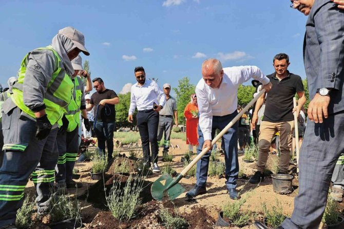 İ̇ncilipınar Parkı Lavantalarla Donatıldı