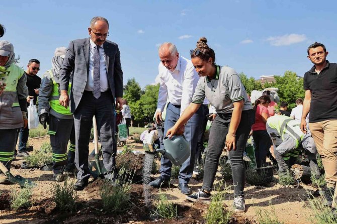 İ̇ncilipınar Parkı Lavantalarla Donatıldı