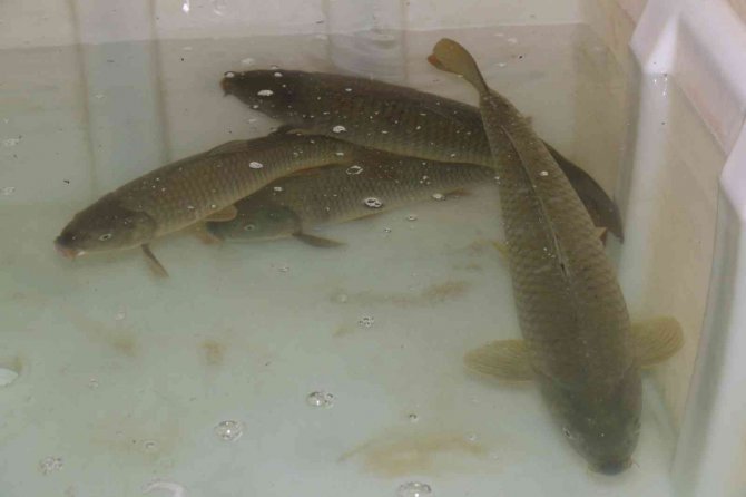 Anaç Sazanlardan Sağım Yapıldı