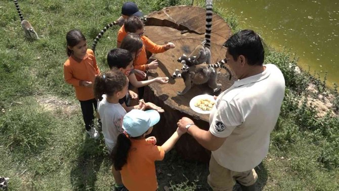 Öğrenciler Lemurları Elleriyle Besledi