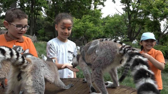 Öğrenciler Lemurları Elleriyle Besledi